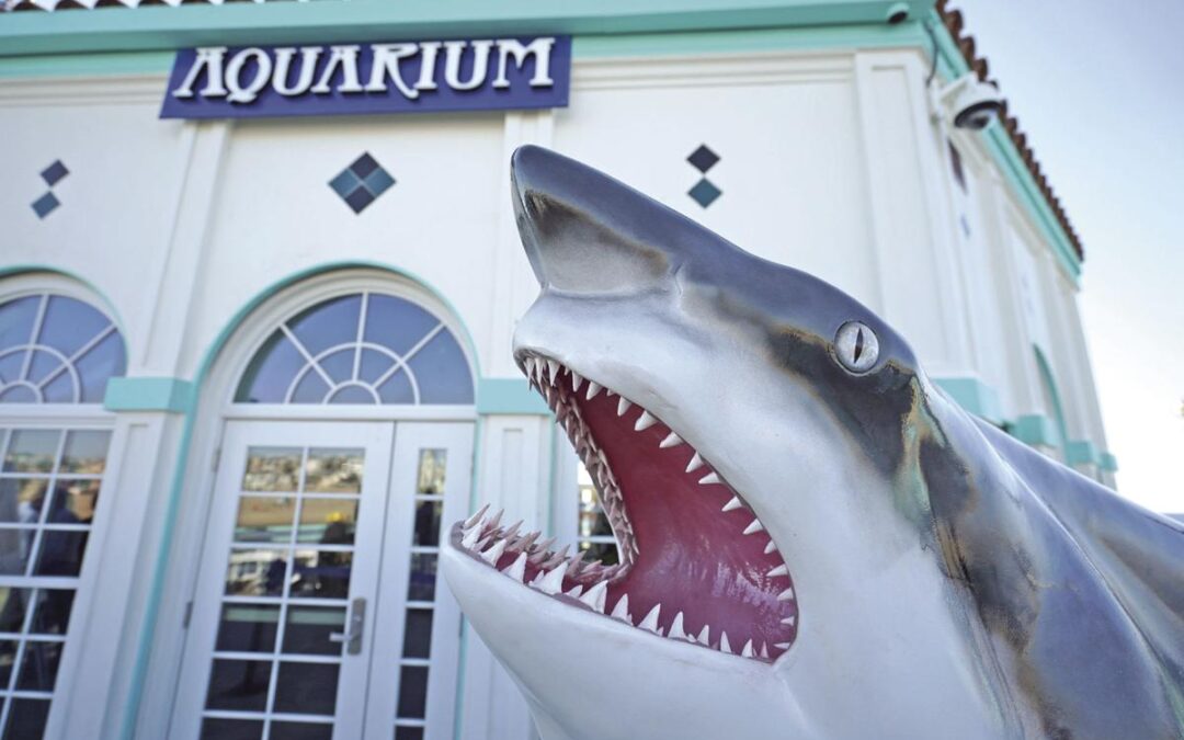Roundhouse Aquarium in Manhattan Beach to Reopen with Safety Protocols