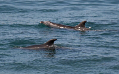The Beach Reporter – Dolphins, Whales Move Closer to Shore As Coronavirus Keeps People Away