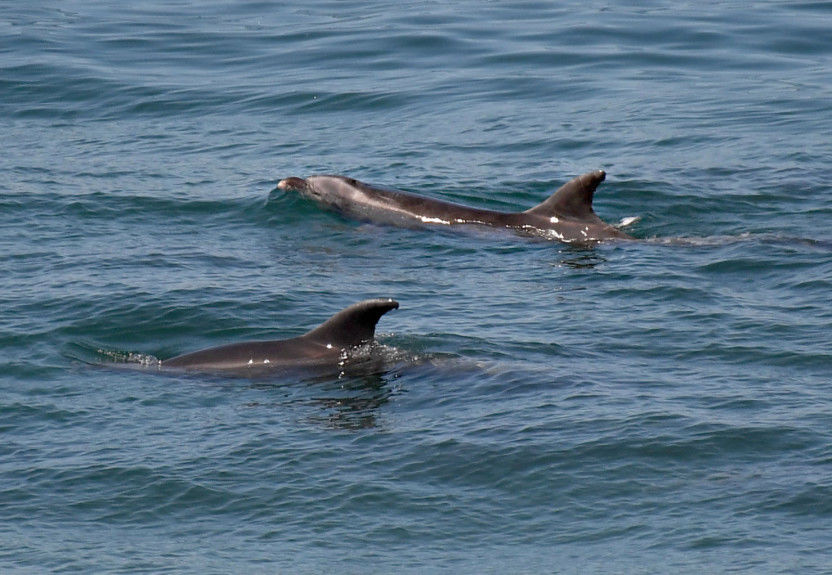 The Beach Reporter – Dolphins, Whales Move Closer to Shore As Coronavirus Keeps People Away