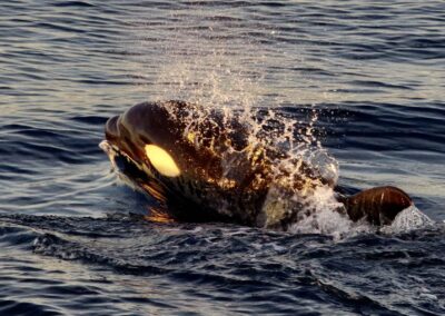 Orca - Orcas are often referred to as whales, but they are actually the largest member of the dolphin family and closely related to our bottlenose dolphins.