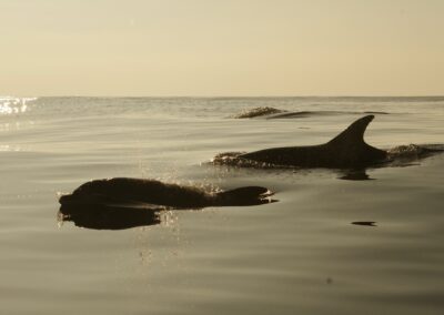 Bottlenose in sunset - Offshore bottlenose swimming in calm seas at sunset.