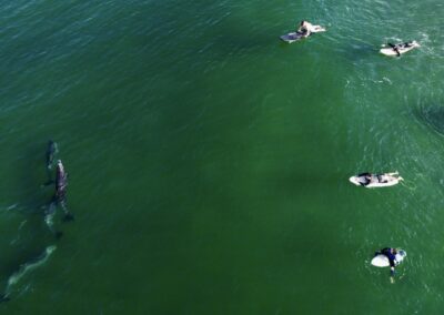 Dolphins and surfers - Sometimes dolphins and humans enjoy the same waves.