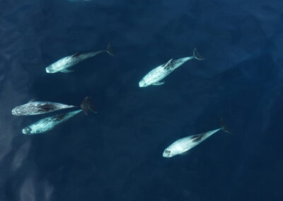 Risso dolphins - While not a common site off the Manhattan Beach pier, risso dolphins come into our area to feed on squid several times a year. They come in groups from 7-100 individuals.