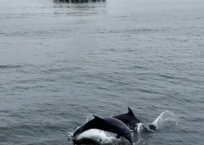 Playing dolphins - Two dolphins playing near the Manhattan Beach pier.