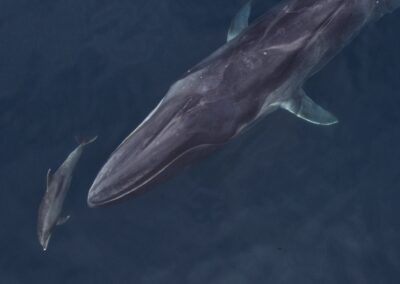 Fin and offshore bottlenose - Offshore bottlenose dolphin swims with a fin whale. It’s not uncommon to find dolphins interacting with larger whales.