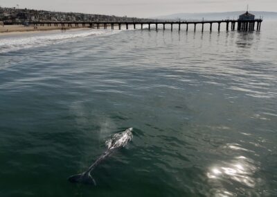 Gray whale - Each migration season, several gray whales swim very close to shore in Santa Monica Bay.