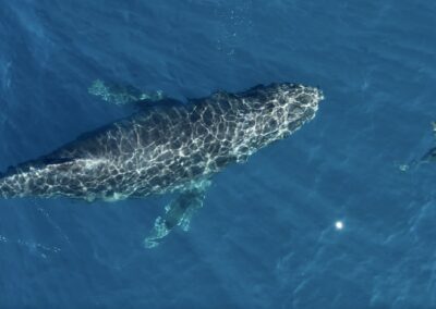 Humpback and common dolphins - Humpback whale interacts with common dolphins.