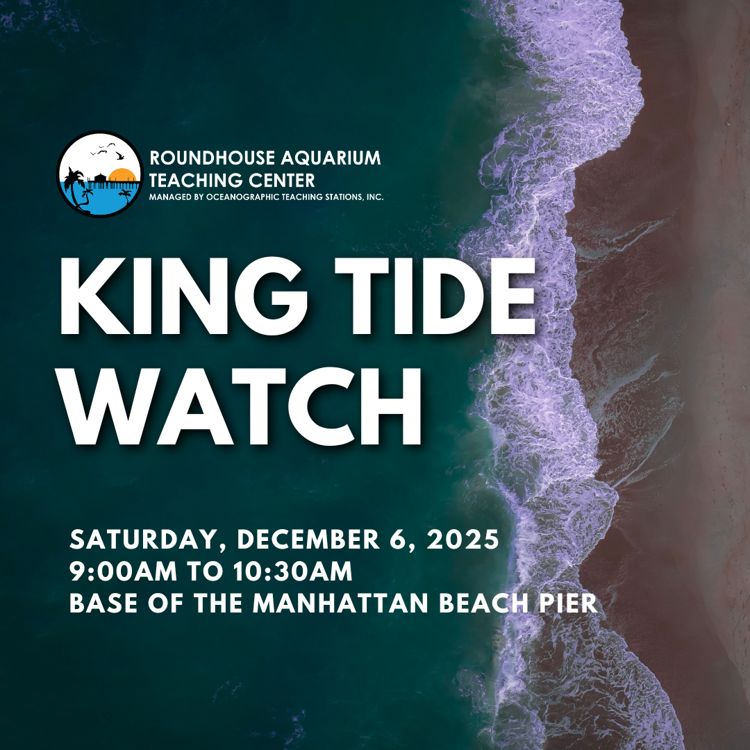King Tide Watch