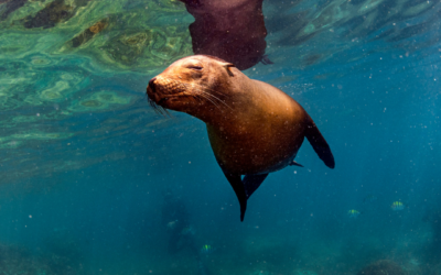 Marine Mammal Care Center is Visiting Roundhouse Aquarium!