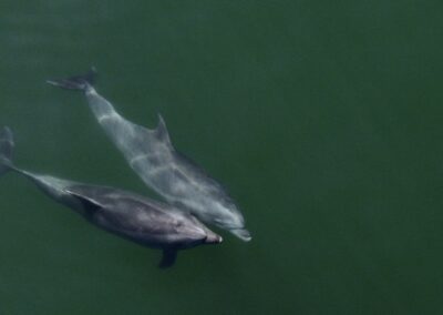 Bonding dolphins - In dolphin society, bonding is an important activity. These bonds can last a lifetime.