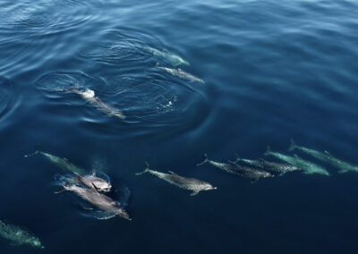 Offshore bottlenose - Offshore bottlenose are often found in groups of over 100, unlike the coastal bottlenose