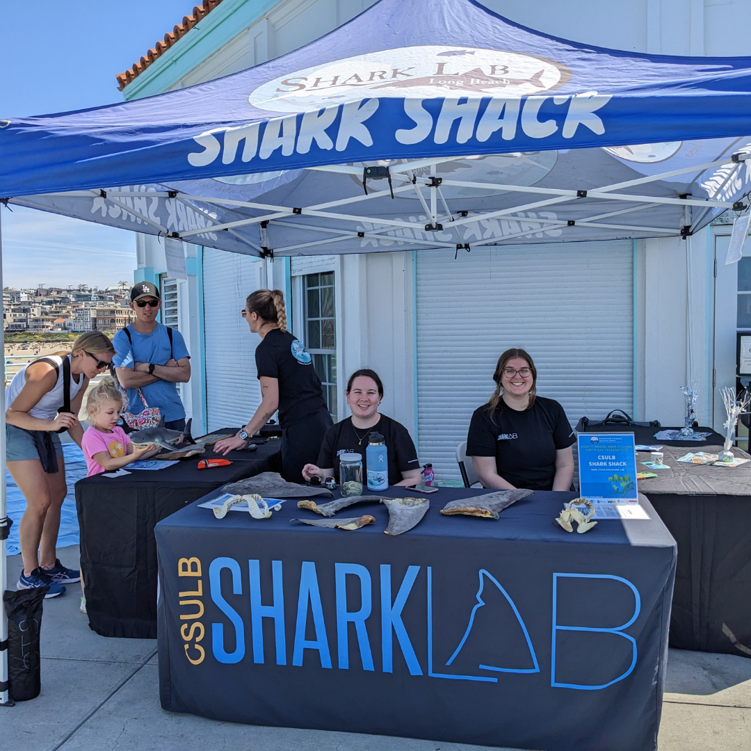 Shark Shack