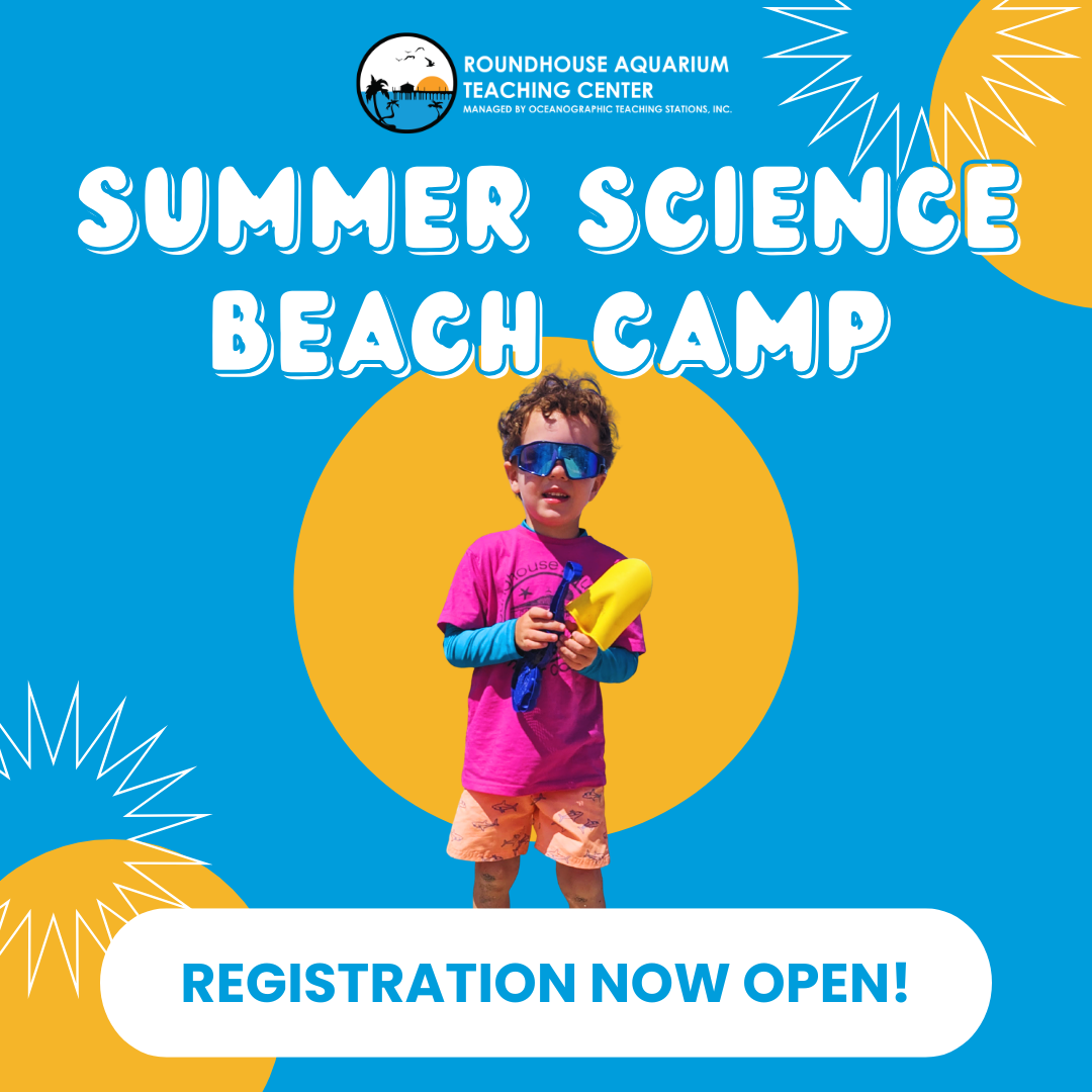 Dolphin mom and baby