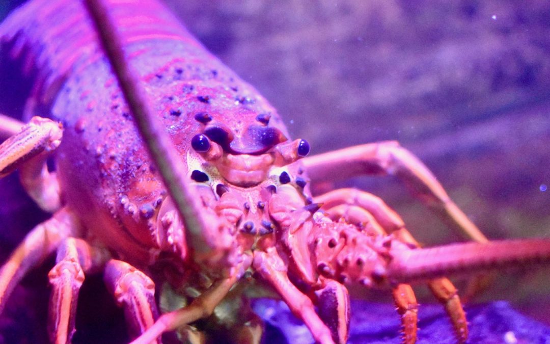 California Spiny Lobster