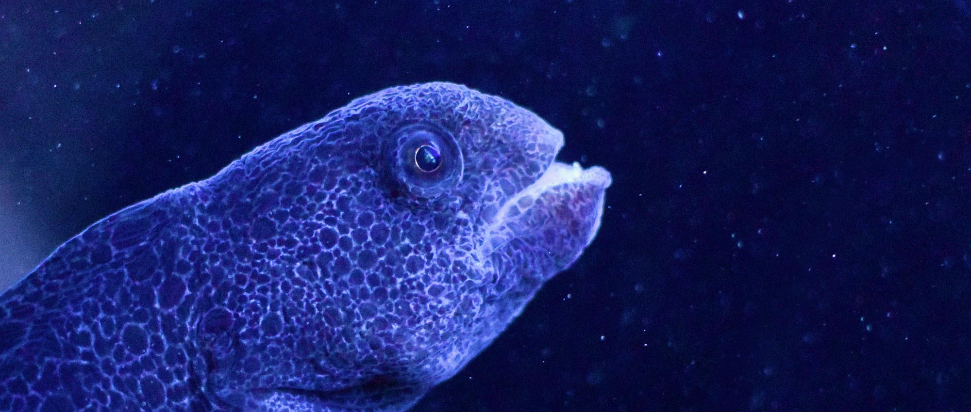 wolf eel images wolf eel images