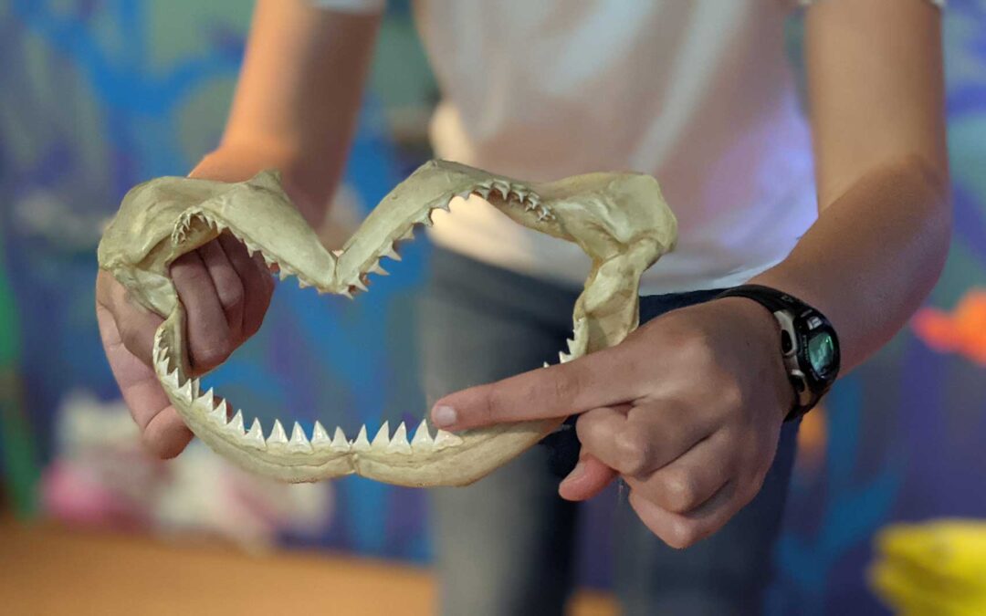 Something for the Summer: Shark Shacks