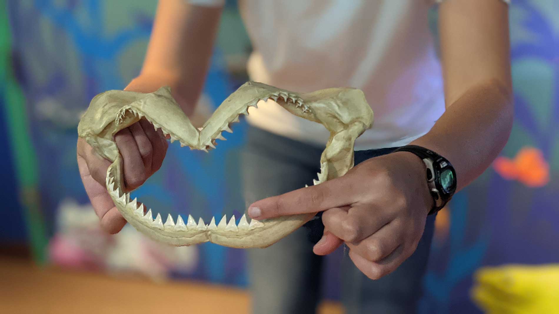 Roundhouse aquarium teacher displays the jaw of a small shark