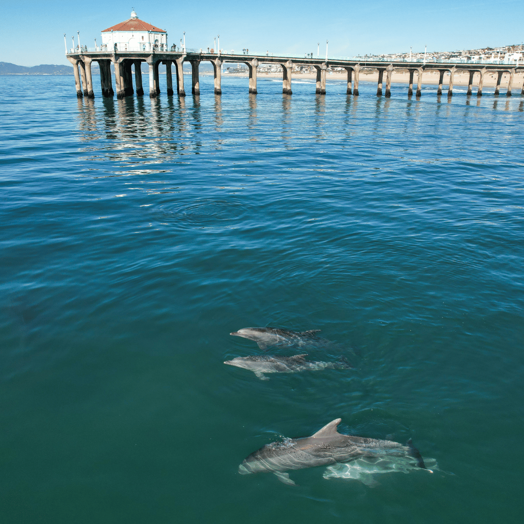 Dolphin mom and baby