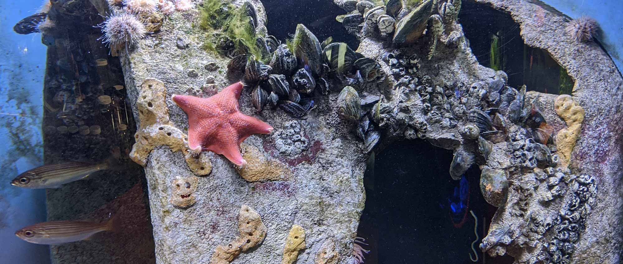 Artificial Reef Tank Roundhouse Aquarium Teaching Center Manhattan