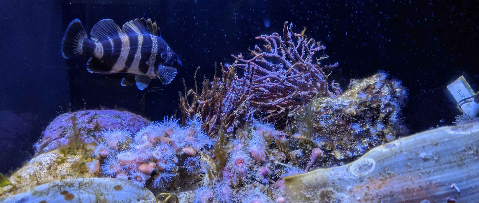 Jewel Tank Roundhouse Aquarium Teaching Center Manhattan Beach
